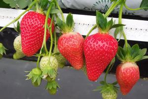 Клубника "МАРИГЕТ" ремонтантная (6 шт.)